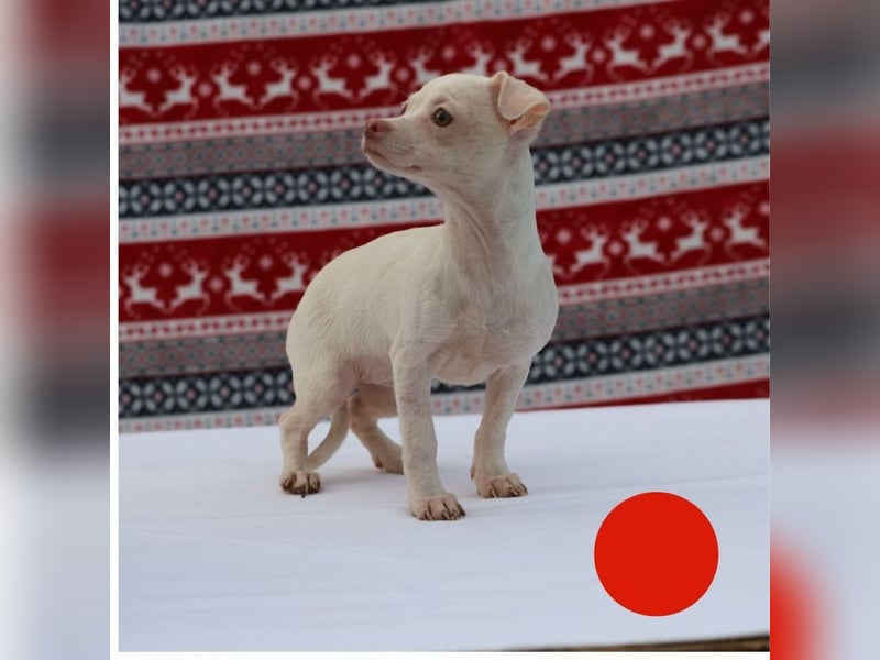 Welpe JOYCE - die kleine Maus freut sich auf ein tolles Leben bei ihrer Familie!