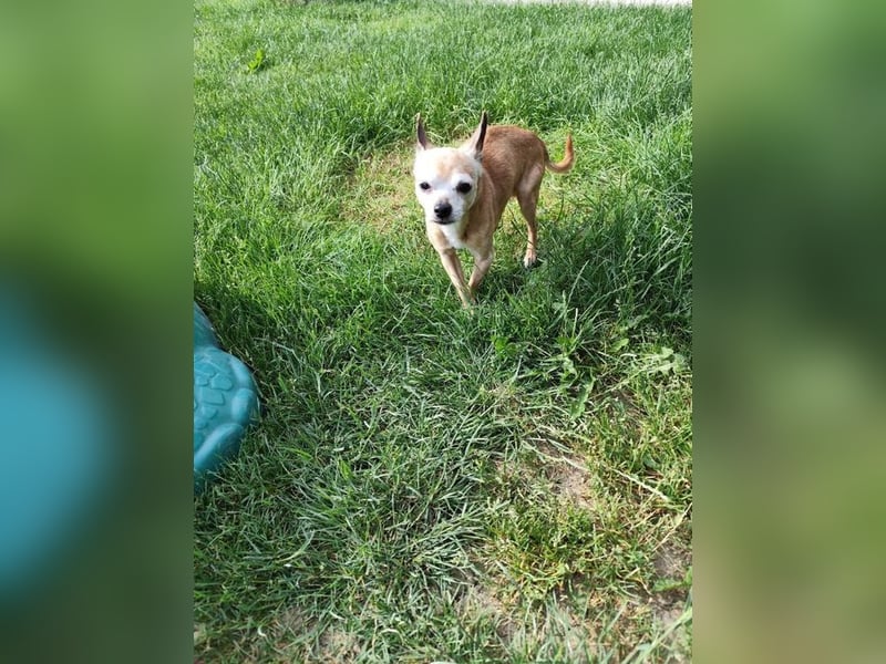 ROCKY und RONY - die beiden kleinen Mäuse suchen gemeinsam ein liebevolles Für-Immer Zuhause