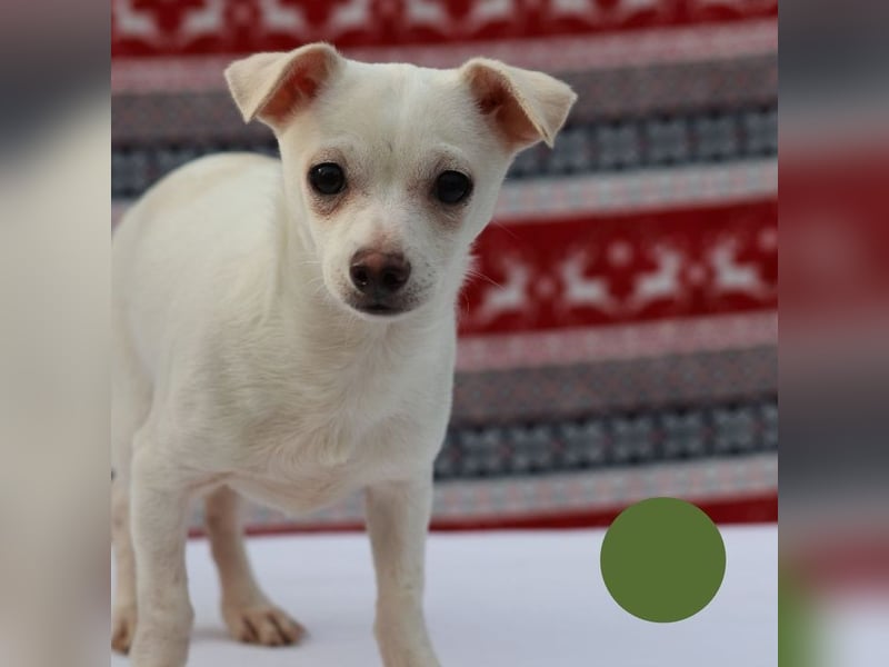 Welpe SPIKE - wer zeigt dem kleinen Männlein, wie schön ein Hundeleben sein kann?