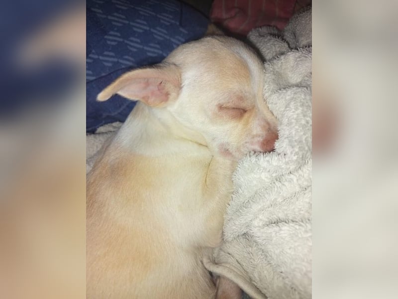 BRUTUS - der kleine Herzensbrecher sucht ein ruhiges Für-immer Zuhause!