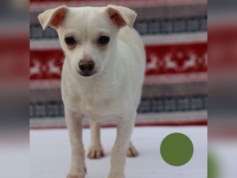 Welpe SPIKE - wer zeigt dem kleinen Männlein, wie schön ein Hundeleben sein kann?