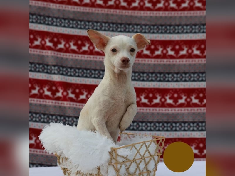 LOUI - wer schenkt dem zurückhaltenden kleinen Mann ein liebevolles, artgerechtes Zuhause?