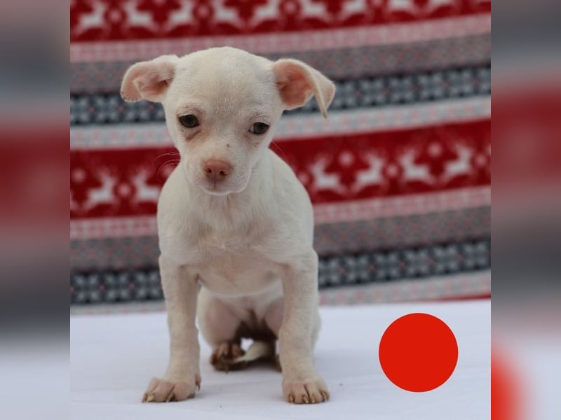 Welpe JOYCE - die kleine Maus freut sich auf ein tolles Leben bei ihrer Familie!