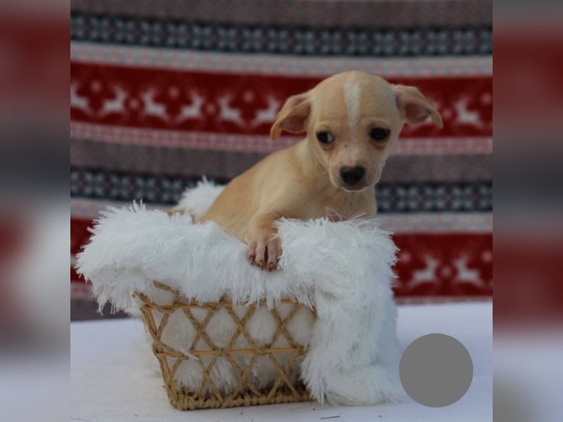 Welpe NUGGET - ich bin gespannt, was das Leben Tolles für mich bereithält!