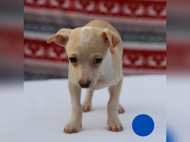 Welpe MAX - der kleine Chihuahua-Mann freut sich auf tolle Abenteuer mit seiner Familie