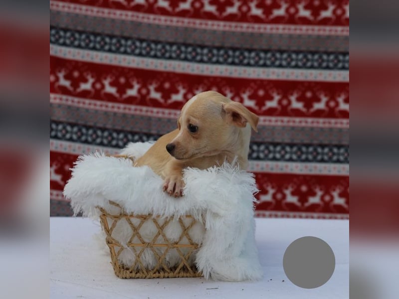 Welpe NUGGET - ich bin gespannt, was das Leben Tolles für mich bereithält!