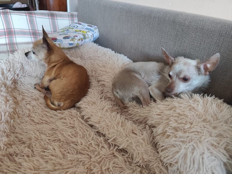 ROCKY und RONY - die beiden kleinen Mäuse suchen gemeinsam ein liebevolles Für-Immer Zuhause