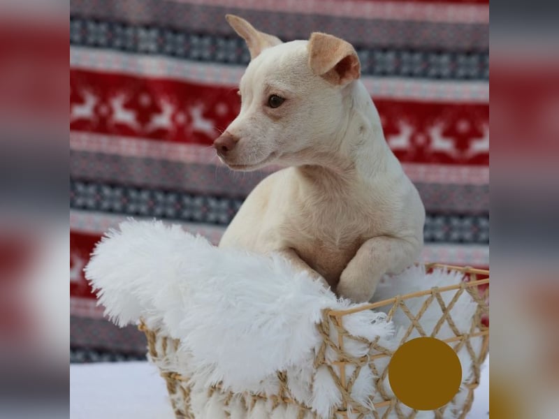 LOUI - wer schenkt dem zurückhaltenden kleinen Mann ein liebevolles, artgerechtes Zuhause?