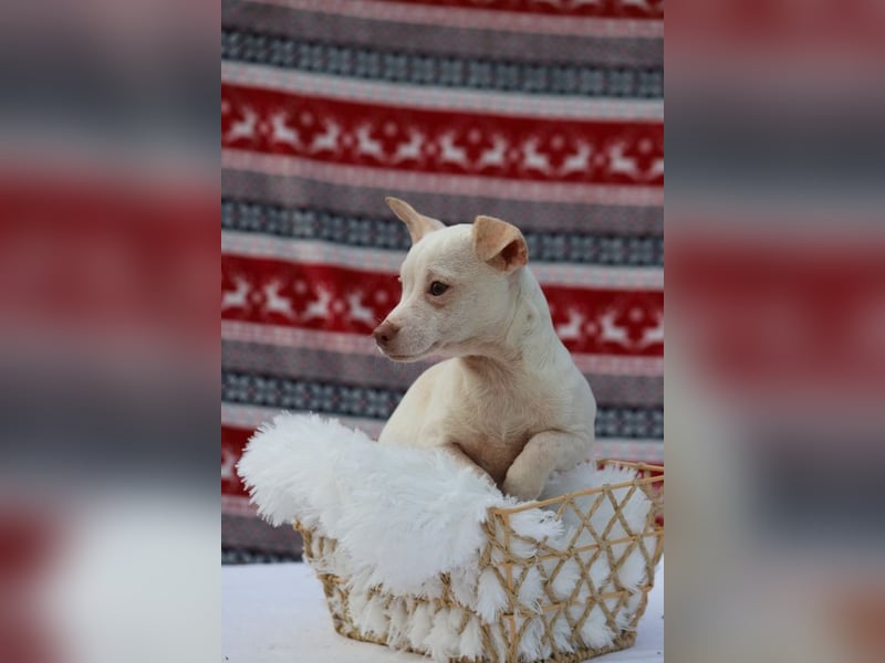 LOUI - wer schenkt dem zurückhaltenden kleinen Mann ein liebevolles, artgerechtes Zuhause?