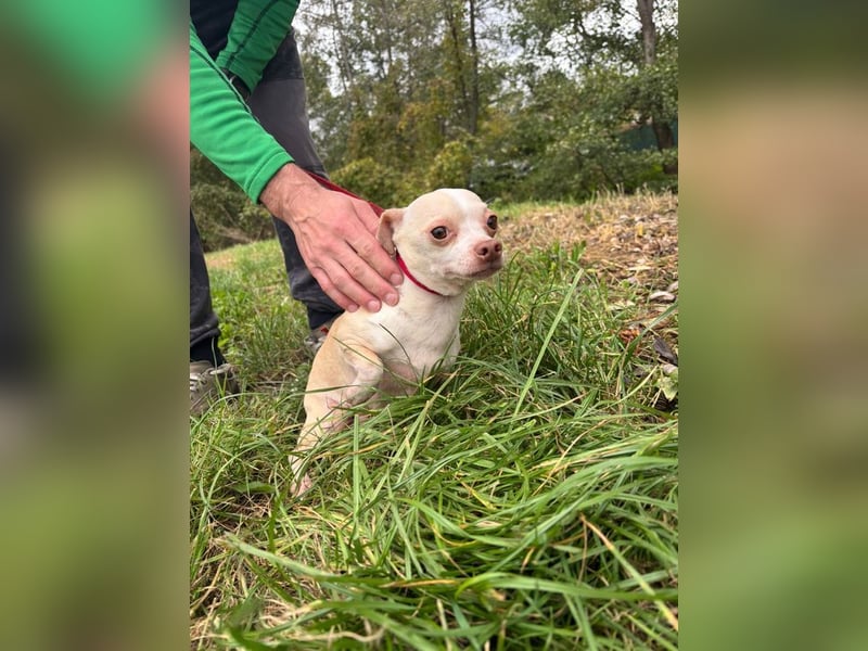 PIXIE -  ich bin gespannt was das Leben Tolles für mich bereithält...