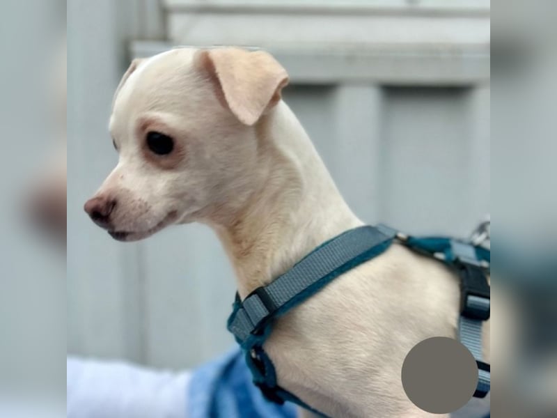 Welpe SMOOTHIE - ich bin soooo gespannt was mich in meinem neuen Leben alles erwartet...