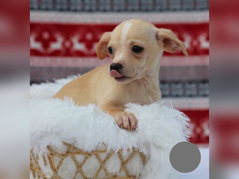 Welpe NUGGET - ich bin gespannt, was das Leben Tolles für mich bereithält!