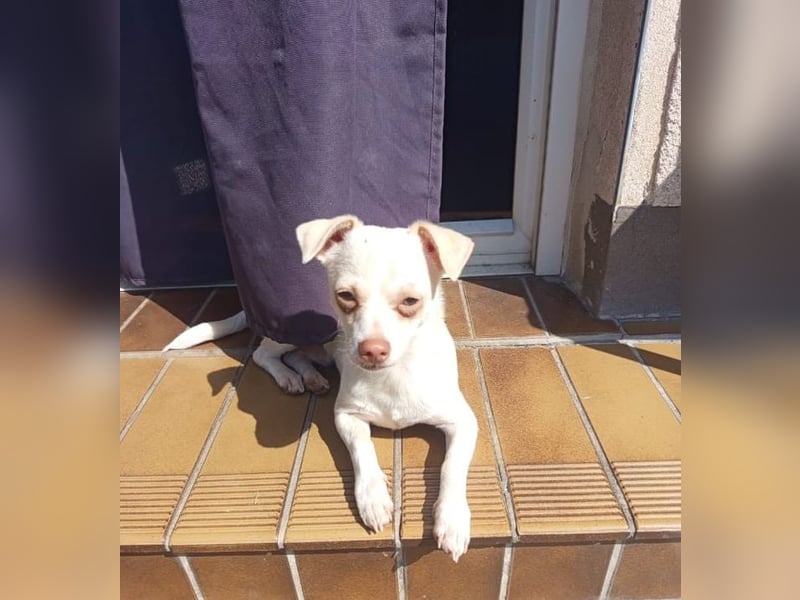 BRUTUS - der kleine Herzensbrecher sucht ein ruhiges Für-immer Zuhause!