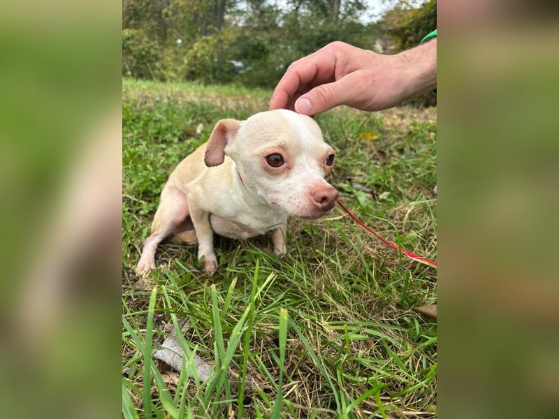 PIXIE -  ich bin gespannt was das Leben Tolles für mich bereithält...