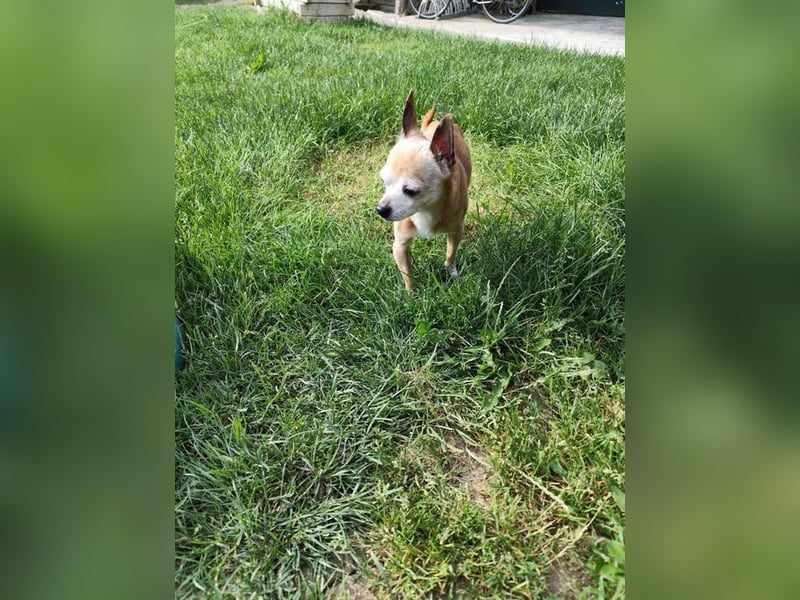 ROCKY und RONY - die beiden kleinen Mäuse suchen gemeinsam ein liebevolles Für-Immer Zuhause