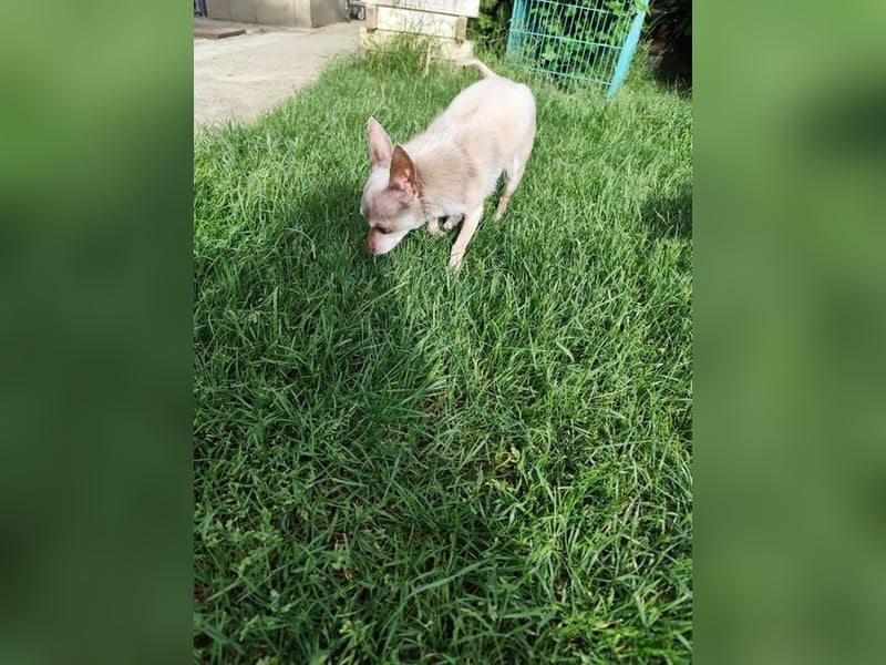 ROCKY und RONY - die beiden kleinen Mäuse suchen gemeinsam ein liebevolles Für-Immer Zuhause