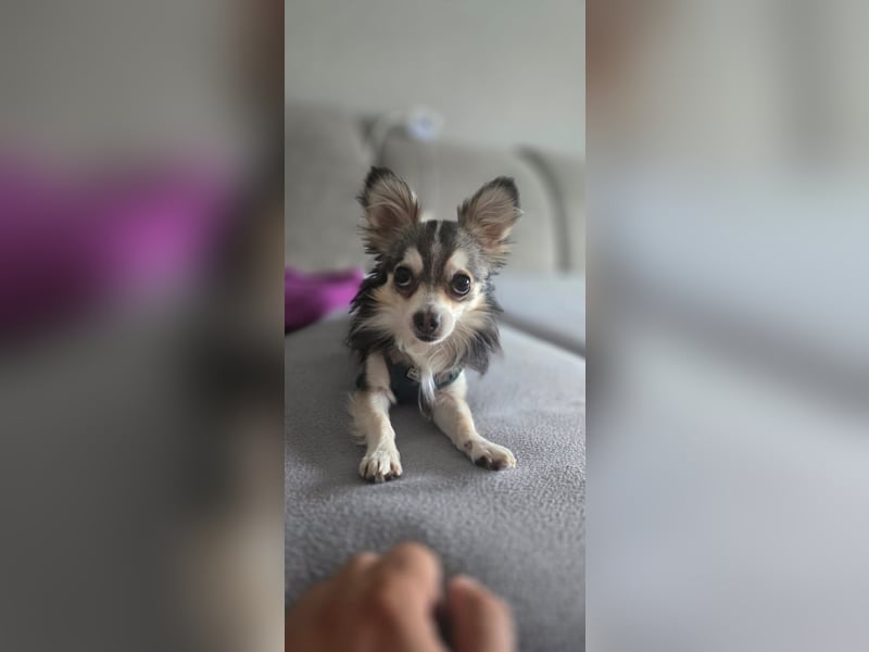 Husky  Chihuahua Zwergspitz