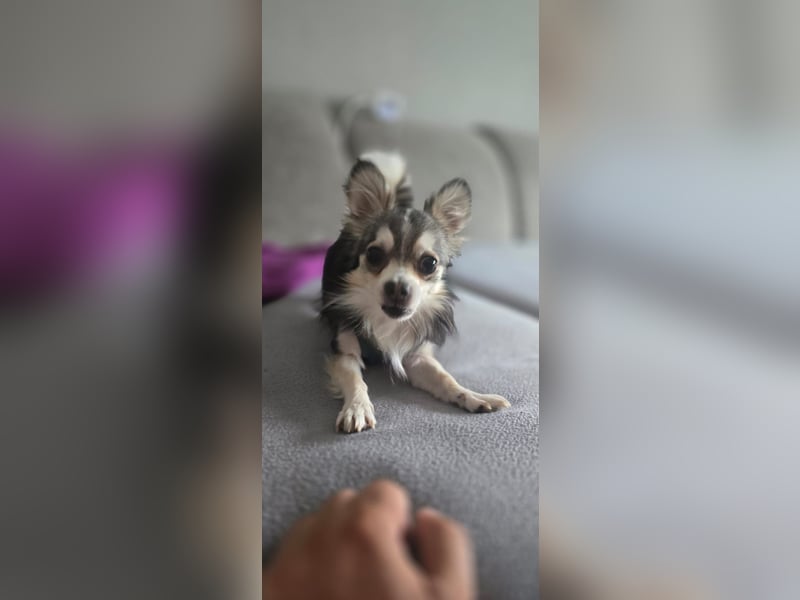 Husky  Chihuahua Zwergspitz