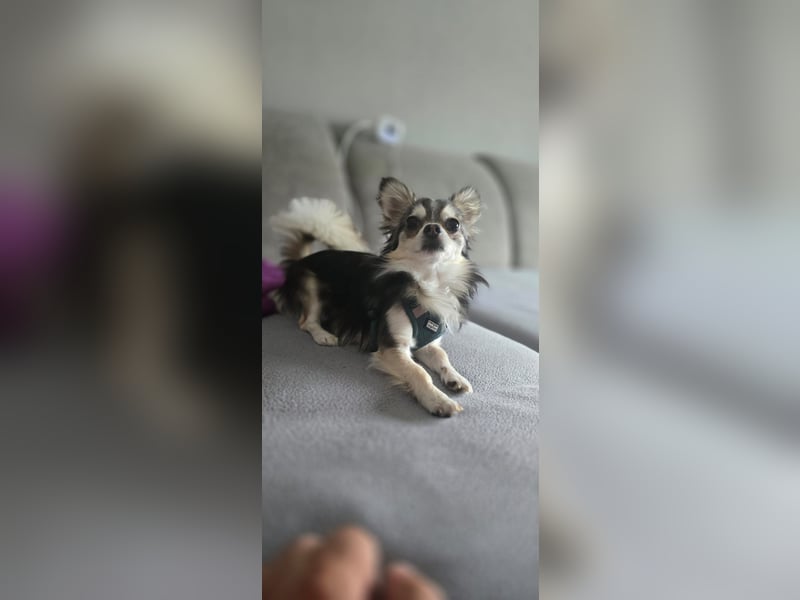 Husky  Chihuahua Zwergspitz