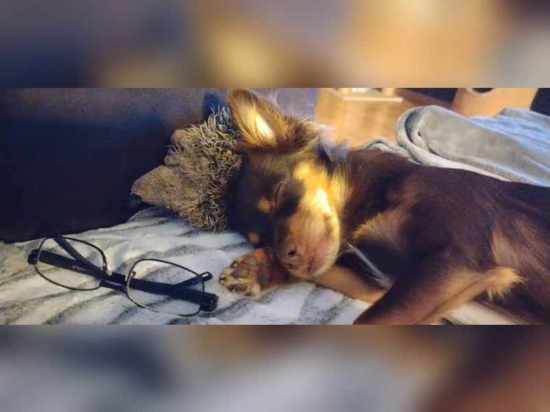 Brownie
