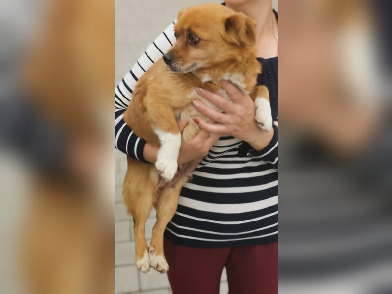 Debbie sucht einen Gnadenplatz