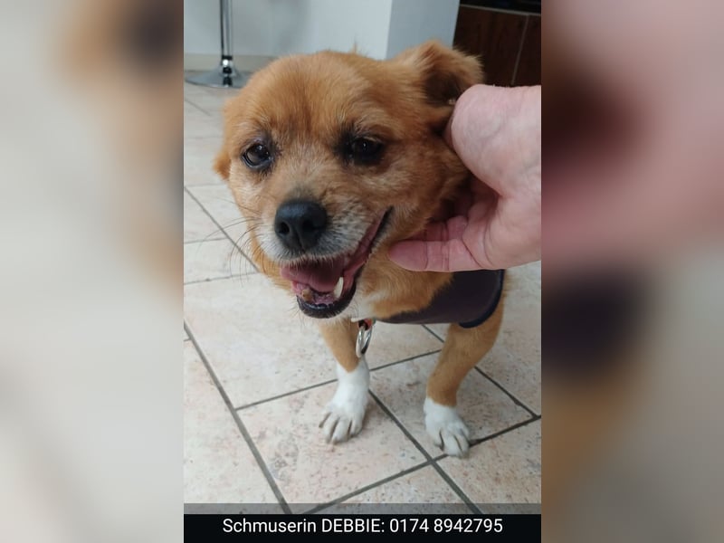 Debbie sucht einen Gnadenplatz