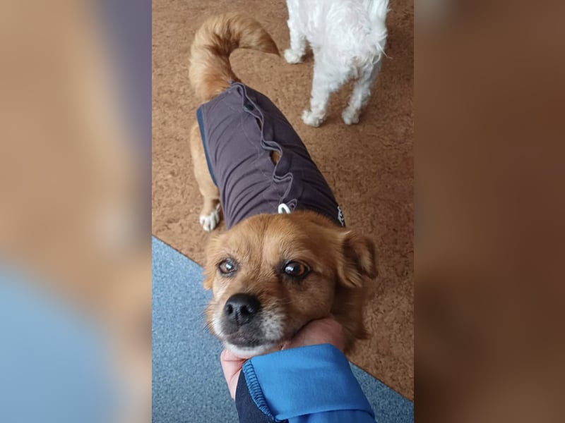 Debbie sucht einen Gnadenplatz