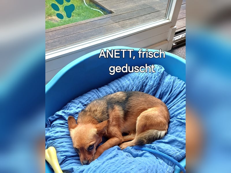 Süße Anett sucht fröhliches liebevolles Zuhaus
