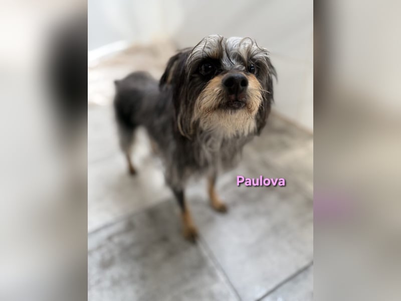 Paulova geb. 07/2017 (ESP) - bezaubernde, sanfte kleine Chihuahua-Yorkshire-Mix-Hündin!