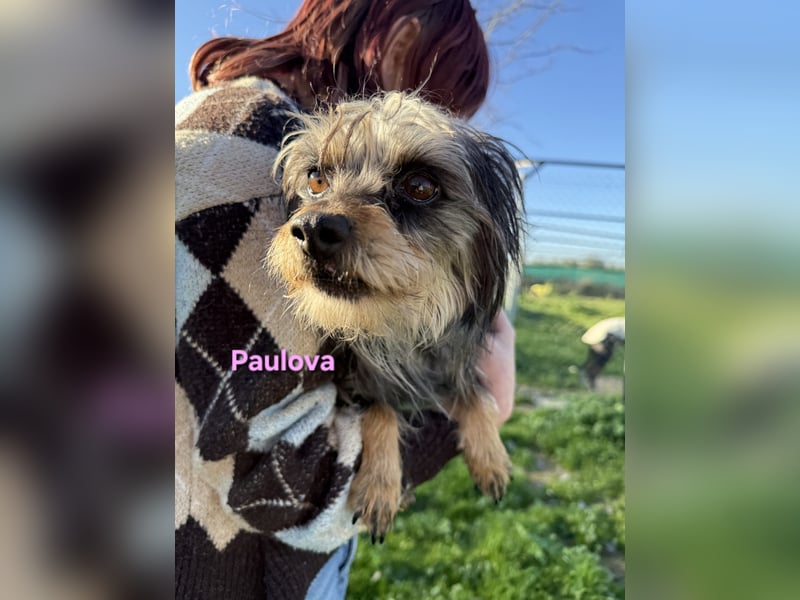 Paulova geb. 07/2017 (ESP) - bezaubernde, sanfte kleine Chihuahua-Yorkshire-Mix-Hündin!