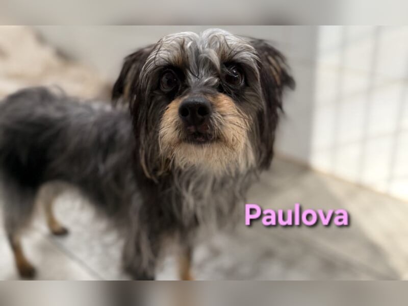 Paulova geb. 07/2017 (ESP) - bezaubernde, sanfte kleine Chihuahua-Yorkshire-Mix-Hündin!