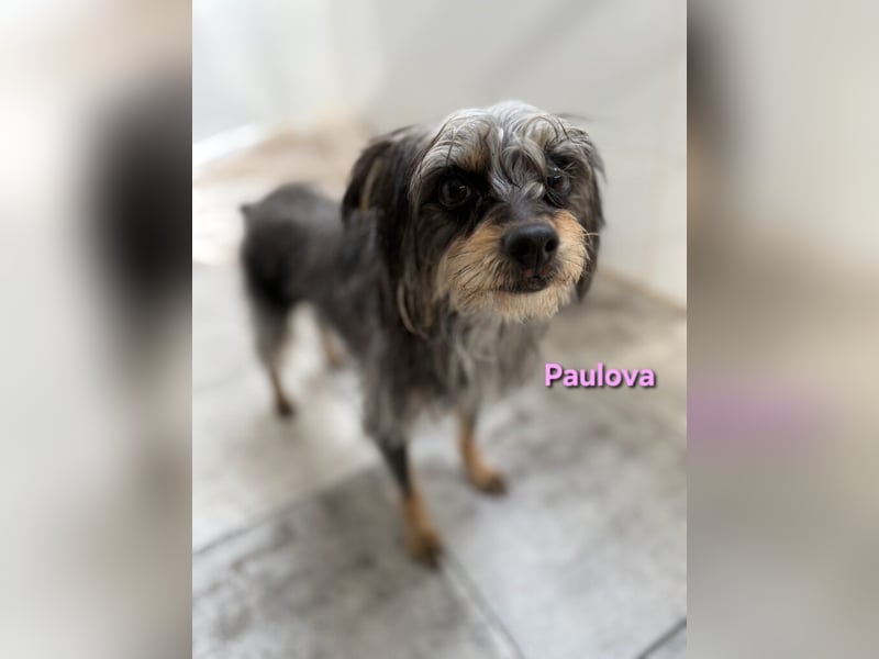 Paulova geb. 07/2017 (ESP) - bezaubernde, sanfte kleine Chihuahua-Yorkshire-Mix-Hündin!
