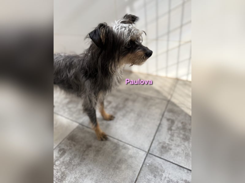 Paulova geb. 07/2017 (ESP) - bezaubernde, sanfte kleine Chihuahua-Yorkshire-Mix-Hündin!