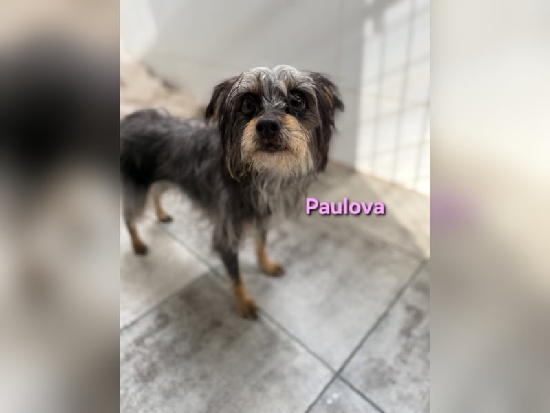 Paulova geb. 07/2017 (ESP) - bezaubernde, sanfte kleine Chihuahua-Yorkshire-Mix-Hündin!
