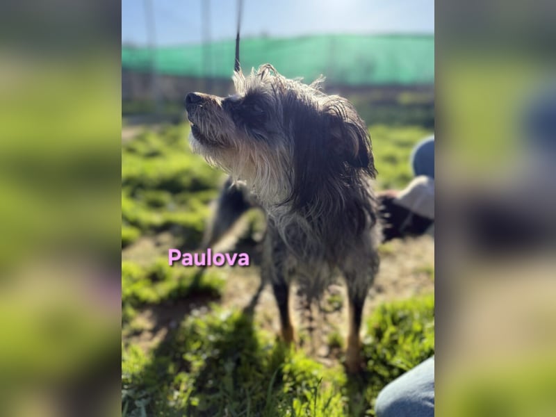 Paulova geb. 07/2017 (ESP) - bezaubernde, sanfte kleine Chihuahua-Yorkshire-Mix-Hündin!