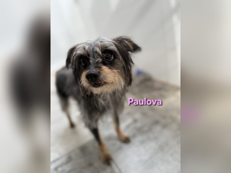 Paulova geb. 07/2017 (ESP) - bezaubernde, sanfte kleine Chihuahua-Yorkshire-Mix-Hündin!