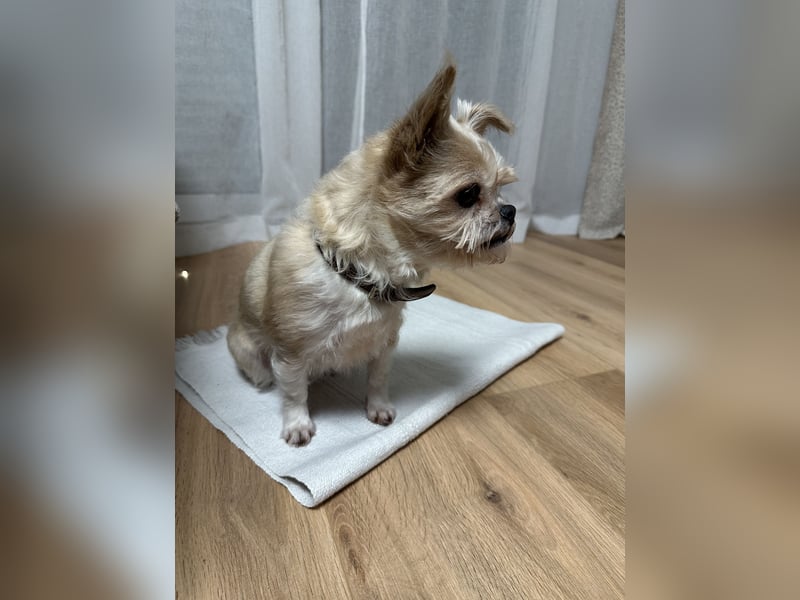 Lucy sucht aufgrund eines Umzugs ein neues zuhause