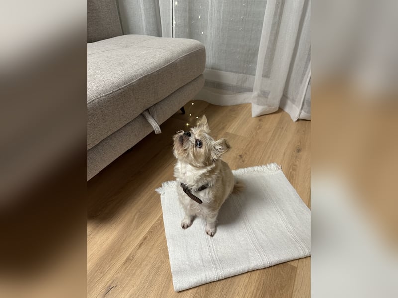 Lucy sucht aufgrund eines Umzugs ein neues zuhause