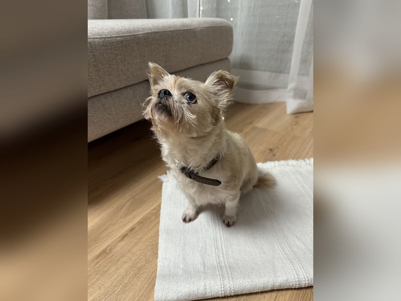 Lucy sucht aufgrund eines Umzugs ein neues zuhause