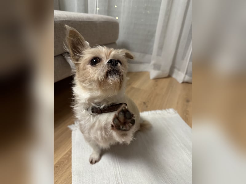 Lucy sucht aufgrund eines Umzugs ein neues zuhause