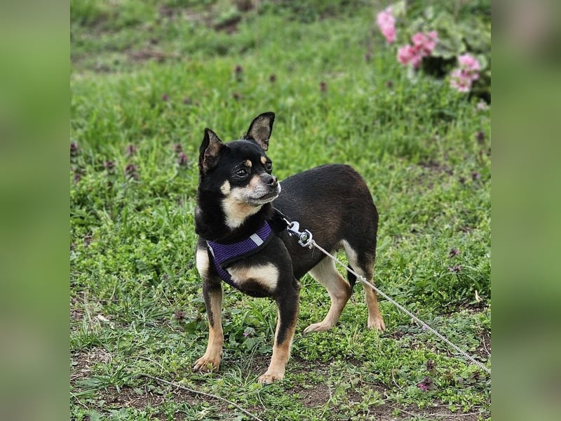 Insa benötigt Zeit um Bindung aufzubauen