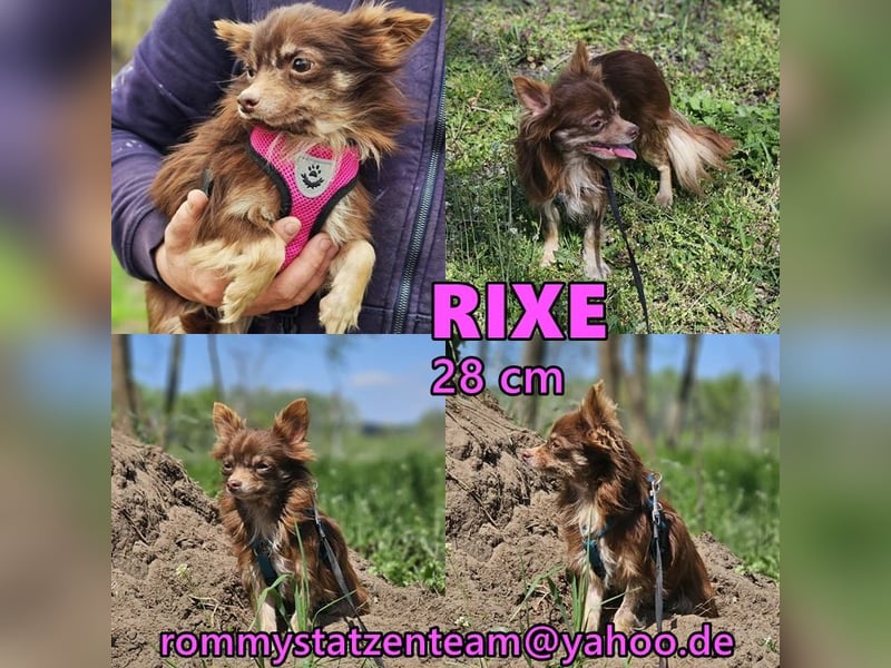 Rixe braucht liebevollen Bindungsaufbau