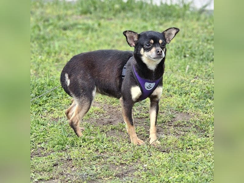 Insa benötigt Zeit um Bindung aufzubauen