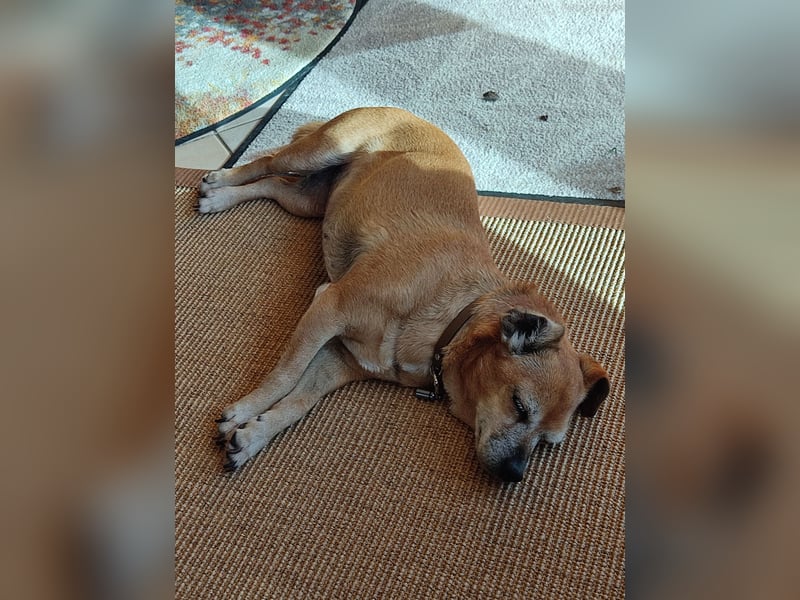 Elmi  Hundeomi die gerne kuschelt und spielt  bereits in Deutschland