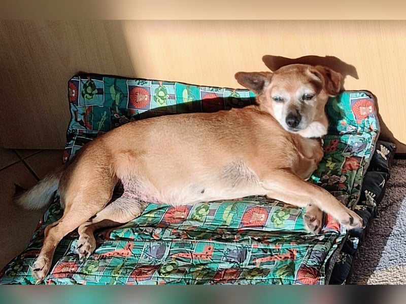 Sonnenanbeterin Elmi ❤️ menschenbezogen und lebensfroh - bereits in Deutschland