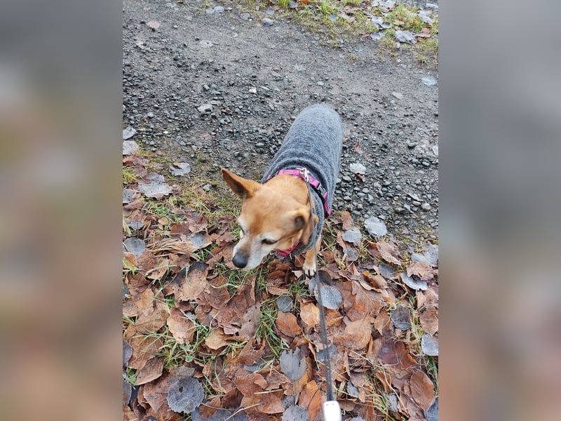 Elmi  Hundeomi die gerne kuschelt und spielt  bereits in Deutschland