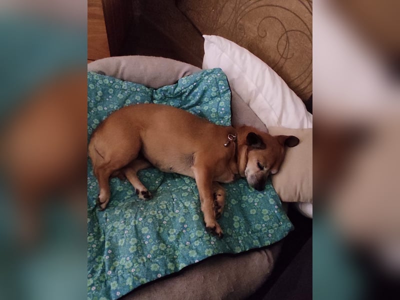 In Deutschland auf PS ❤️ Seniorin Elmi – menschenbezogen und lebensfroh