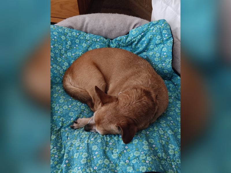 In Deutschland auf PS ❤️ Seniorin Elmi – menschenbezogen und lebensfroh