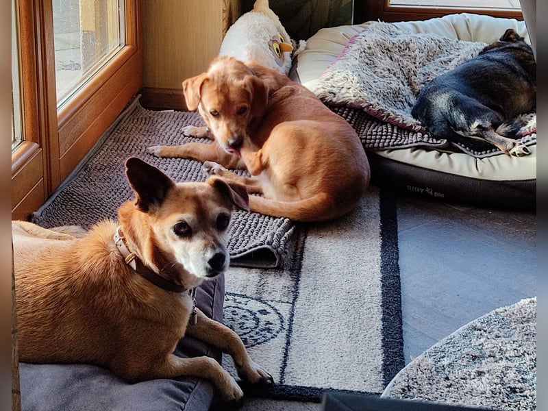 Sonnenanbeterin Elmi ❤️ menschenbezogen und lebensfroh - bereits in Deutschland