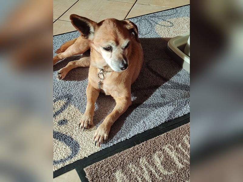 Elmi  Hundeomi die gerne kuschelt und spielt  bereits in Deutschland